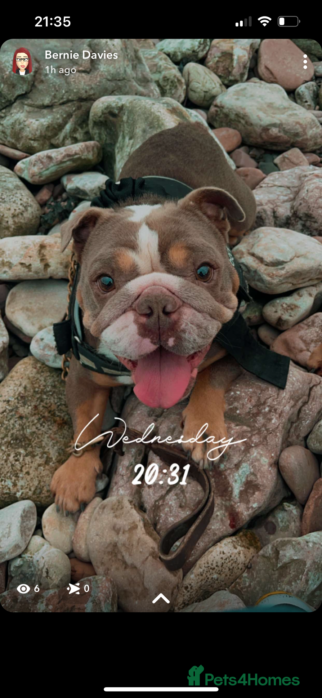 English Bulldog dogs for sale: Rehomimg due to break up - Image 16