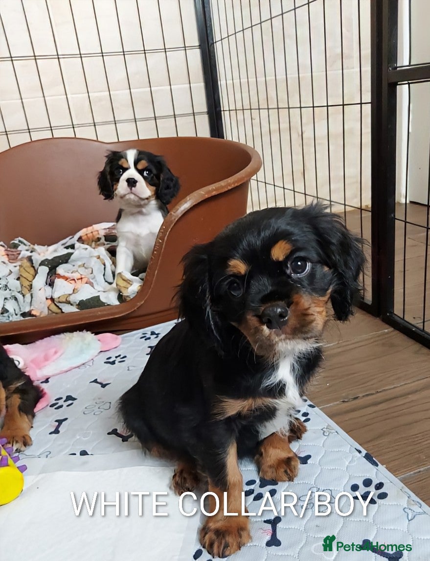 Cavalier King Charles Spaniel dogs GREAT QUALITY CKCS PUPPIES ( DWKC REGISTERED)/DNA - Advert 4
