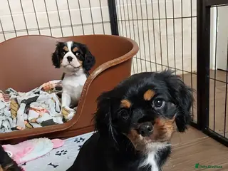 Cavalier King Charles Spaniel dogs GREAT QUALITY CKCS PUPPIES ( DWKC REGISTERED)/DNA - Advert 4