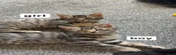 Mixed Breed cats for sale: beautiful tabby kittens  in Nottingham - Advert 2