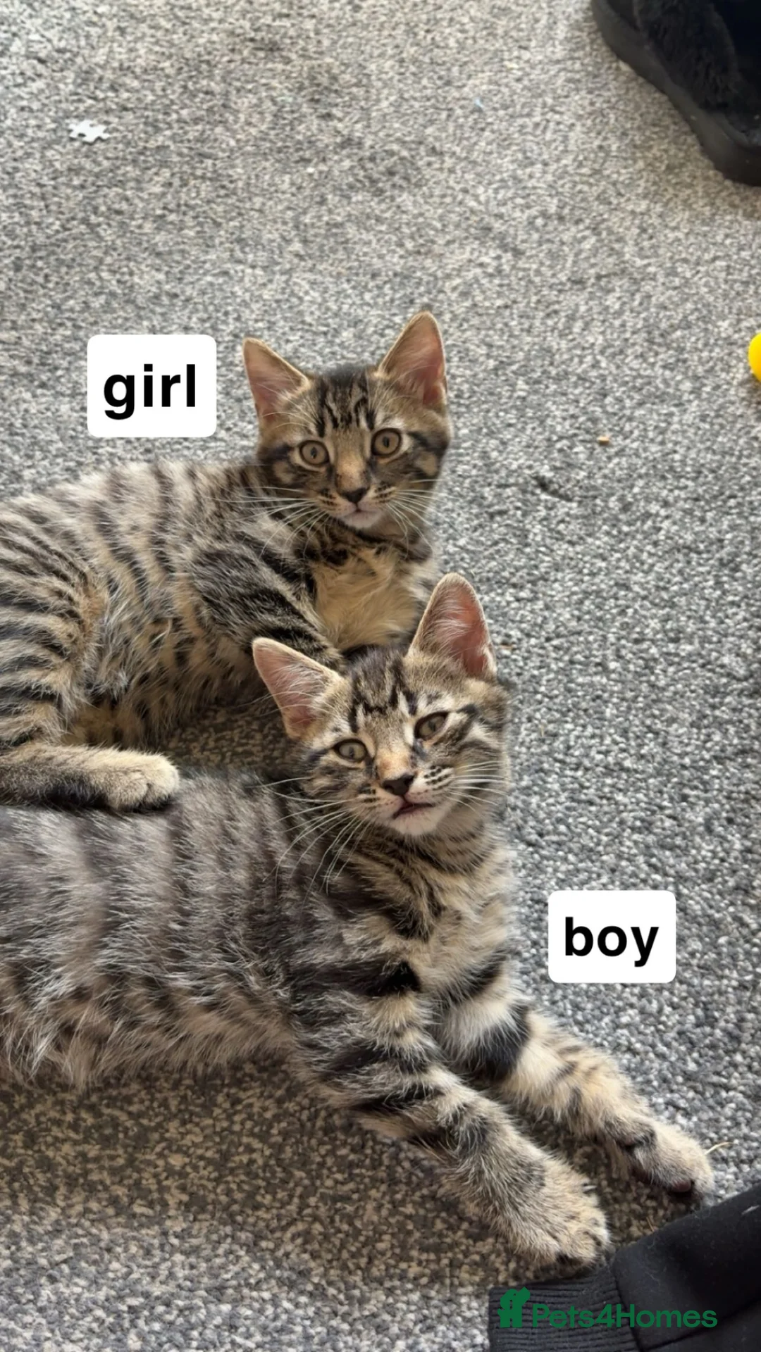 Mixed Breed cats for sale: beautiful tabby kittens  in Nottingham - Advert 2