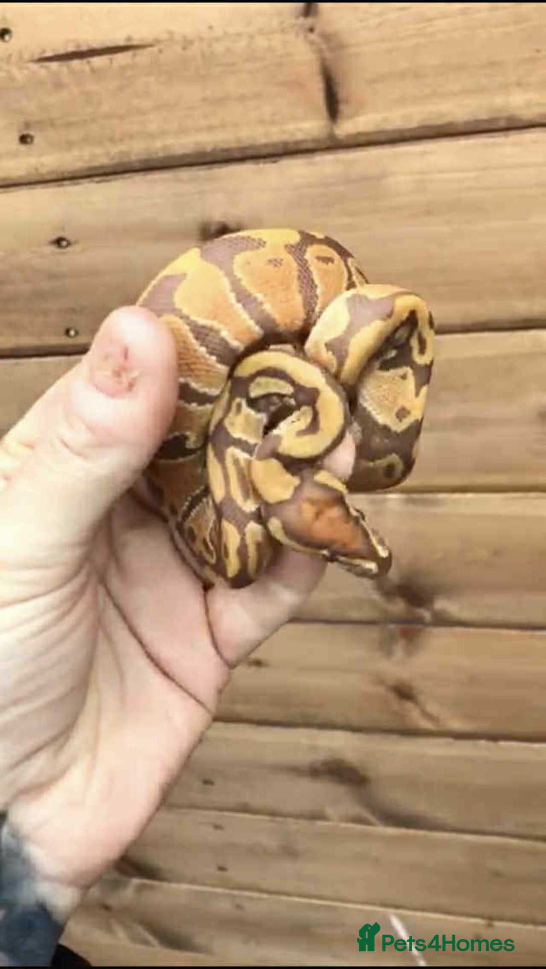 Python Snake reptiles for sale: Ball pythons / royal pythons  - Advert 4