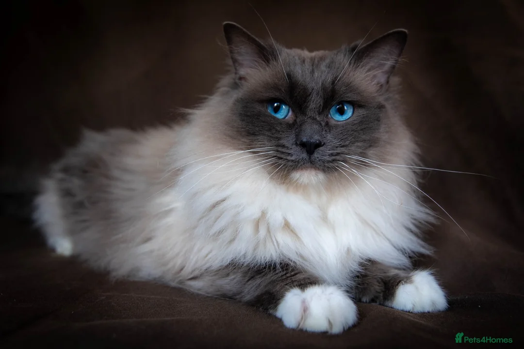 Ragdoll cats for stud: Stunning Blue mitted 'Smokey'  in Bedworth - Advert 4