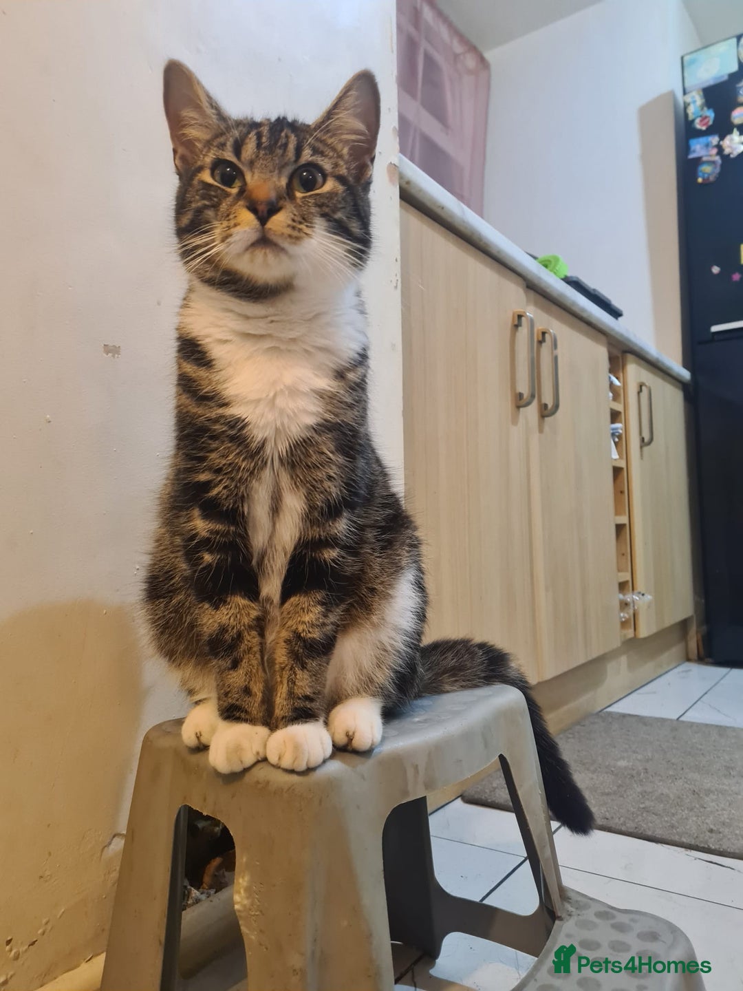 Mixed Breed cats for sale: Maine Coon mixed breed  - Advert 9