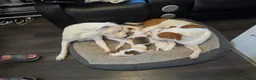 Mixed Breed dogs for sale: Shar pei mix puppys  in Birmingham - Advert 27