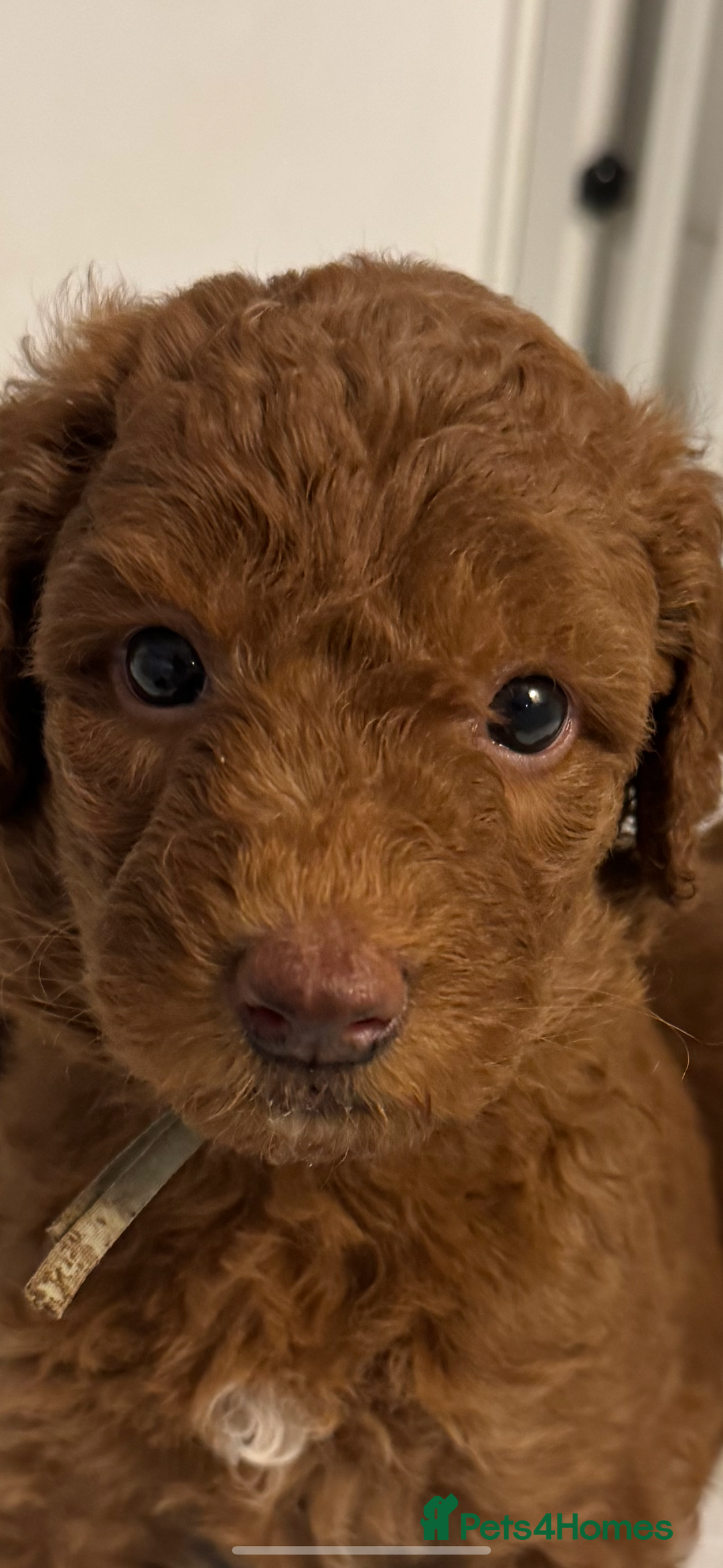 Aussiedoodle dogs for sale: Australian labradoodle puppies  - Image 1