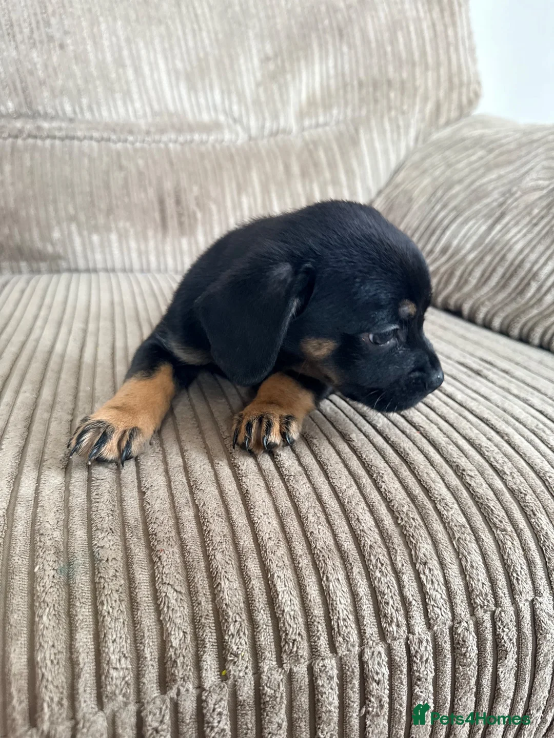 Mixed Breed dogs for sale: Staffy x Frenchie pup  - Advert 5
