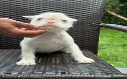 French Bulldog dogs for sale: 🐾 Adorable French Bulldog. Girls, Pet Homes Only  - Image 2