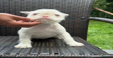 French Bulldog dogs - Advert 9