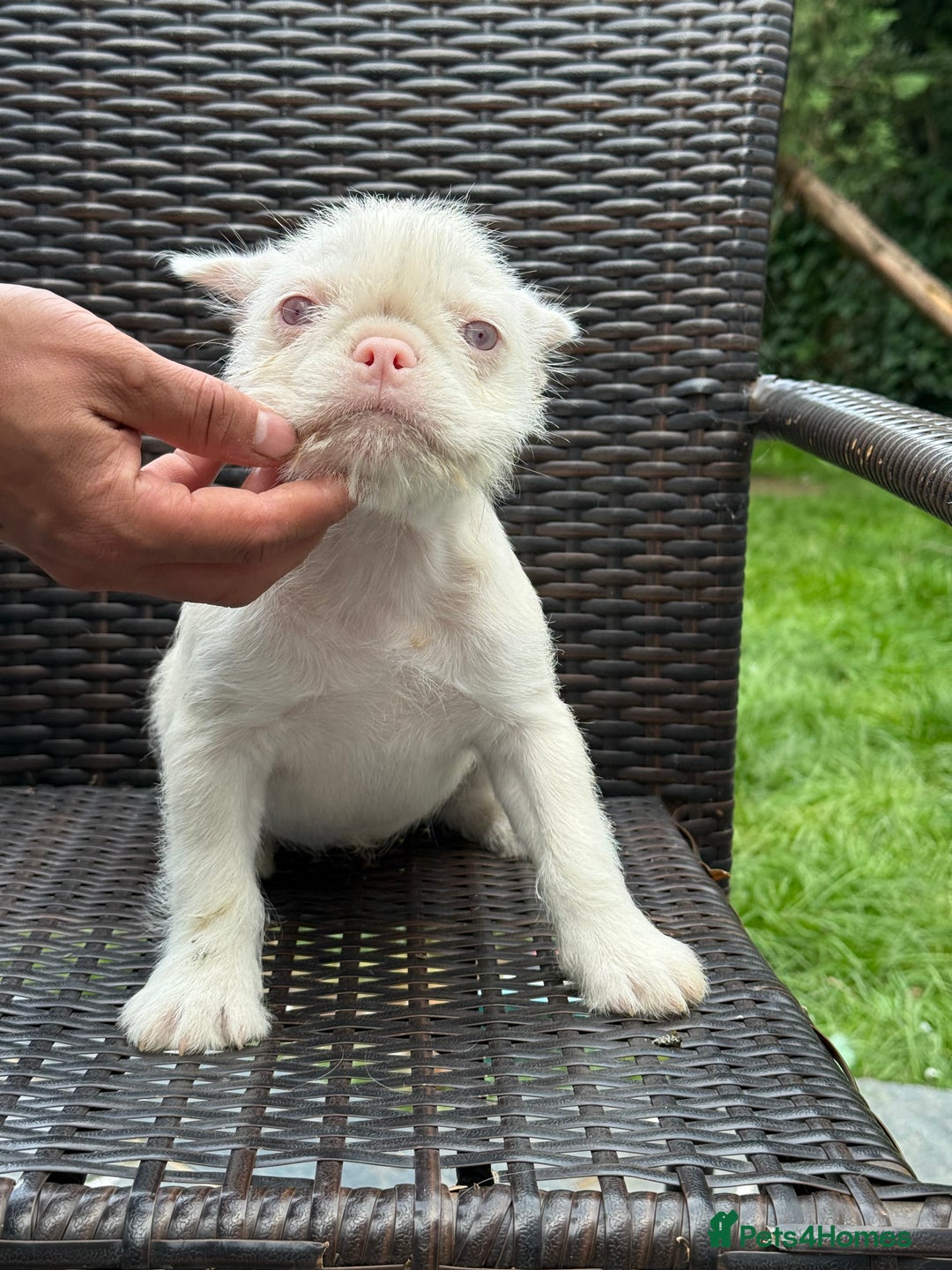 French Bulldog dogs for sale: 🐾 Adorable French Bulldog. Girls, Pet Homes Only  - Image 2
