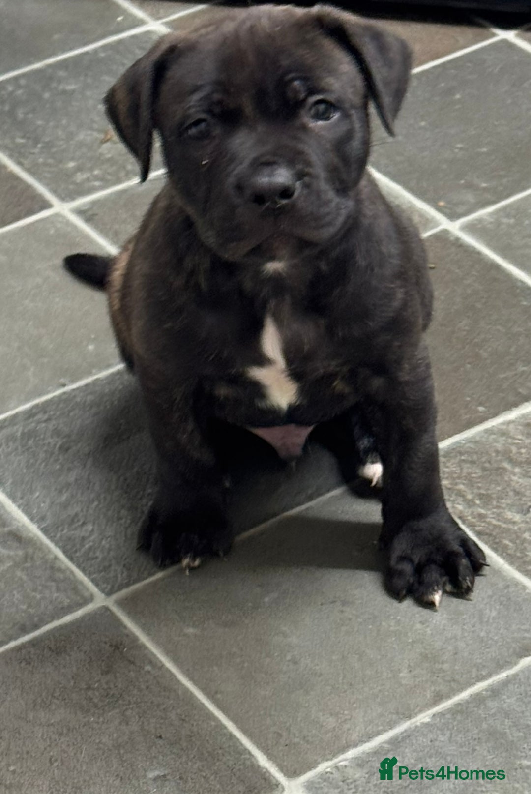 Staffordshire Bull Terrier dogs for sale: Male staff for sale  - Advert 1
