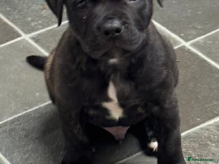 Staffordshire Bull Terrier dogs Male staff for sale - Advert 1