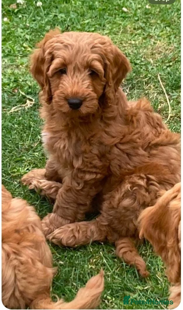 Cockapoo dogs Cockapoo puppies - Advert 11