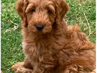 Cockapoo dogs Cockapoo puppies - Advert 1
