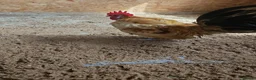 Chickens poultry for sale: 🐓 Serama Bantam Roosters 🐓  - Advert 3
