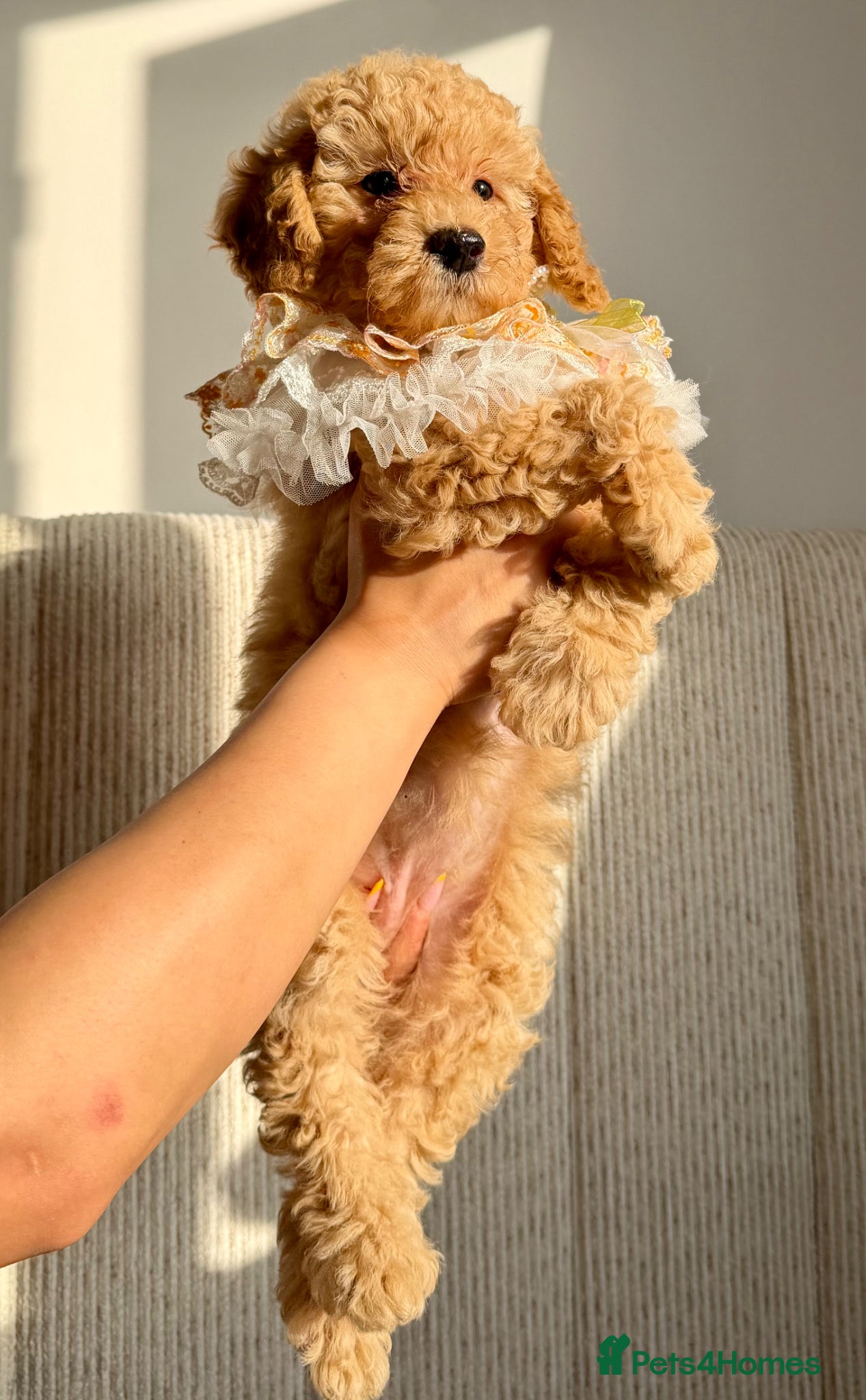 Cockapoo dogs  ✨ beautiful girl available ready to leave ✨  - Advert 2