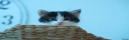 Ragdoll cats for sale: Adorable, Affectionate Part Ragdoll Kittens - Advert 2