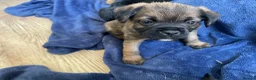 Border Terrier dogs for sale: KC REGISTERED BORDER TERRIER PUPPIES  - Advert 3