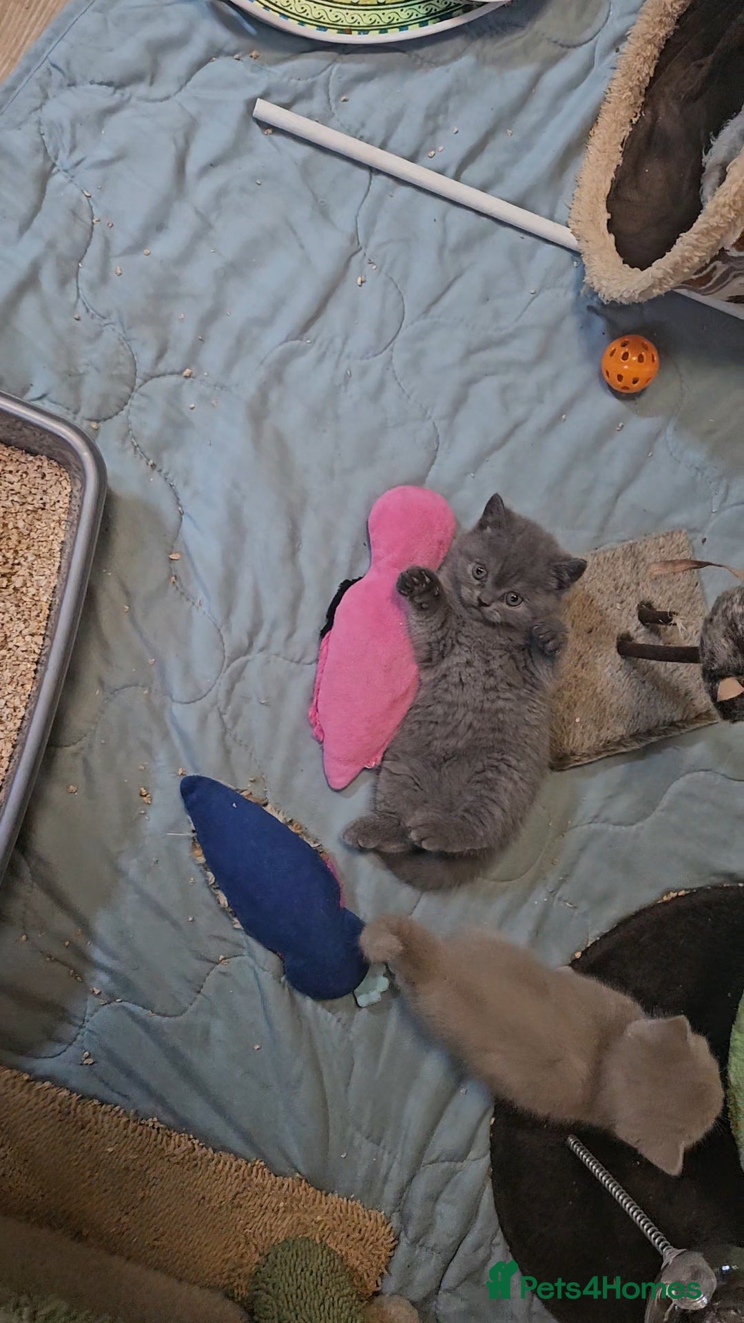 British Shorthair cats for sale: Purebred  British shorthair kittens  - Advert 6