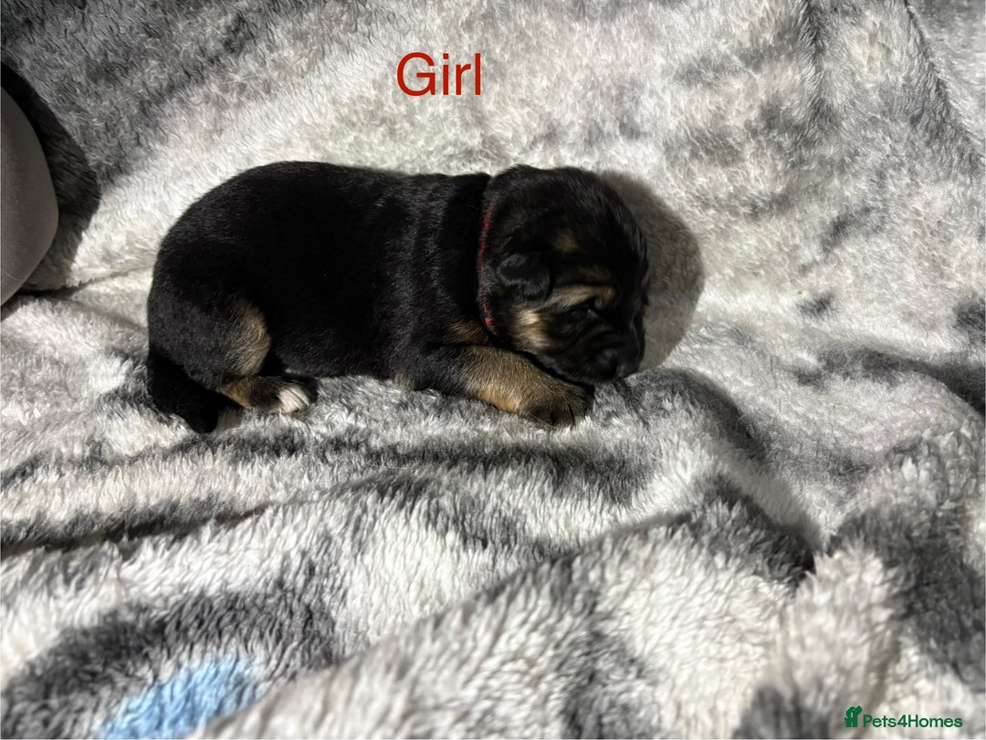 German Shepherd dogs for sale: Beautiful German Shepard puppies  - Advert 9