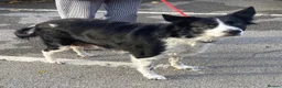 Border Collie dogs for adoption: Ball mad Bess wants a new loving forever home - Advert 1