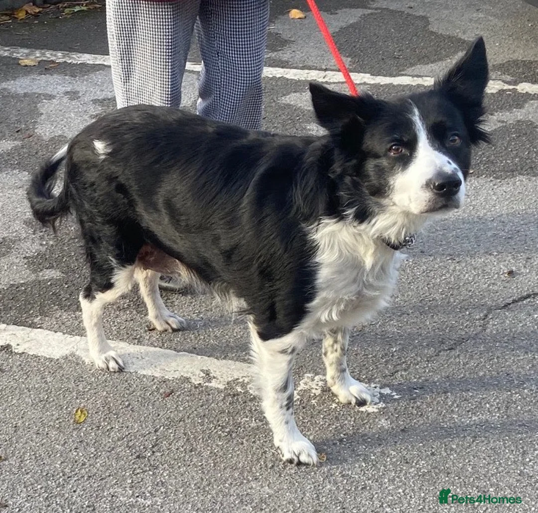 Border Collie dogs for adoption: Ball mad Bess wants a new loving forever home - Advert 1