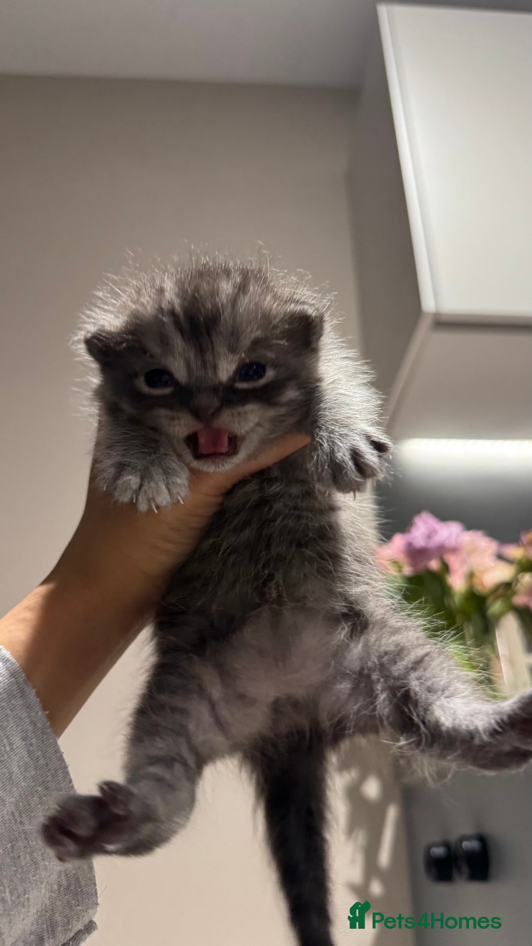British Shorthair cats for sale: 🐾✨ Looking for Their Forever Home ✨🐾 - Image 12