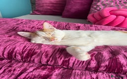 Mixed Breed cats for sale: Mixed breed kitten for sale - Image 6