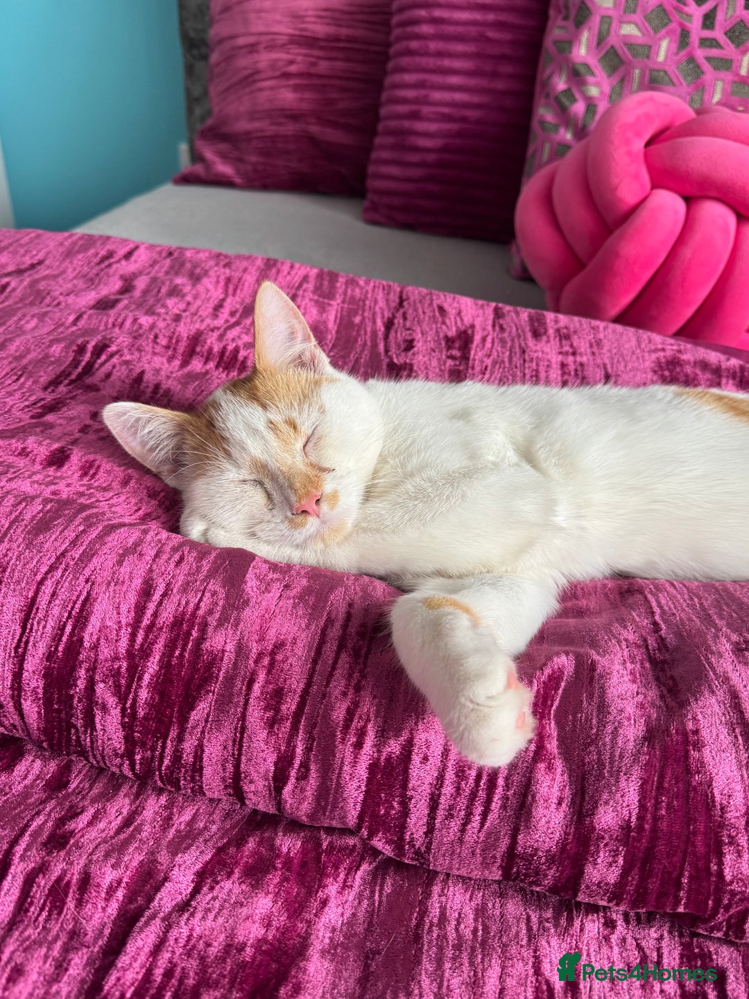 Mixed Breed cats for sale: Mixed breed kitten for sale - Image 6