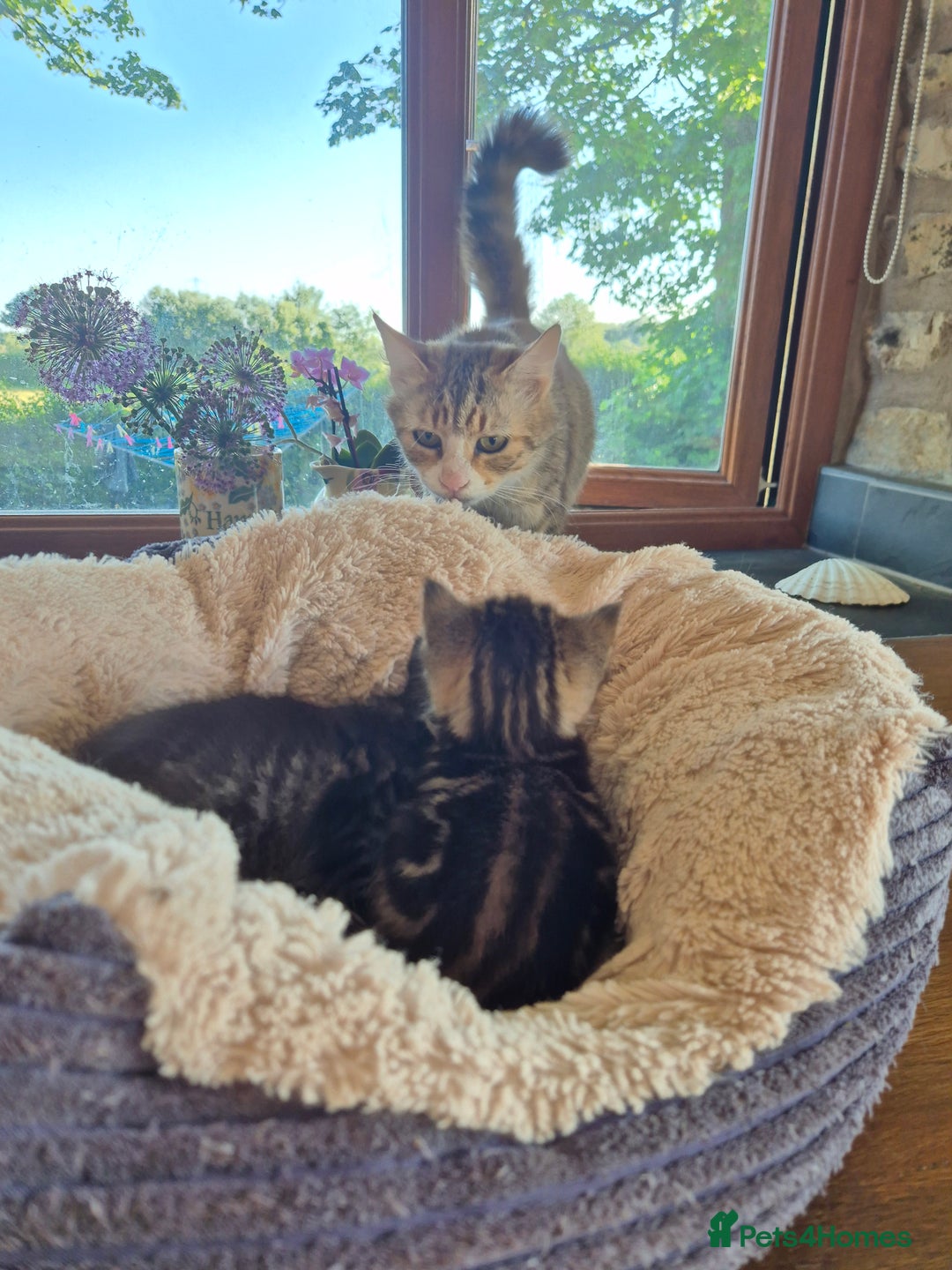 Mixed Breed cats for sale: Bengal X kittens- Ready Now - Image 6