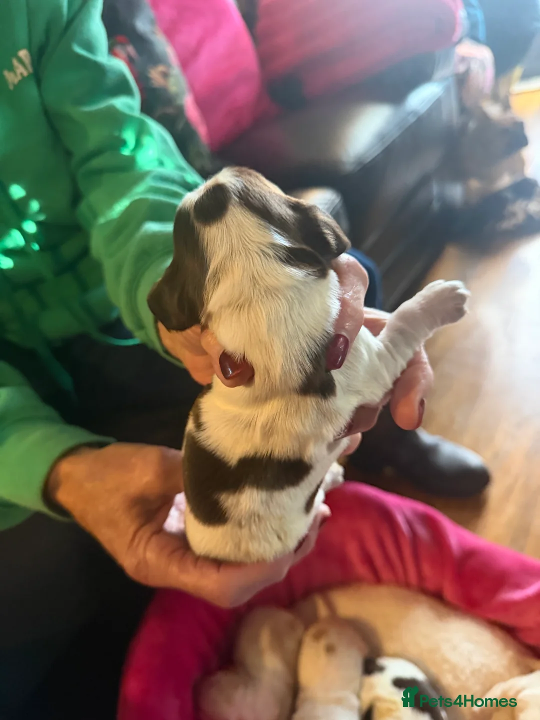 Cocker Spaniel dogs for sale: Show cocker spaniel pups - Advert 25