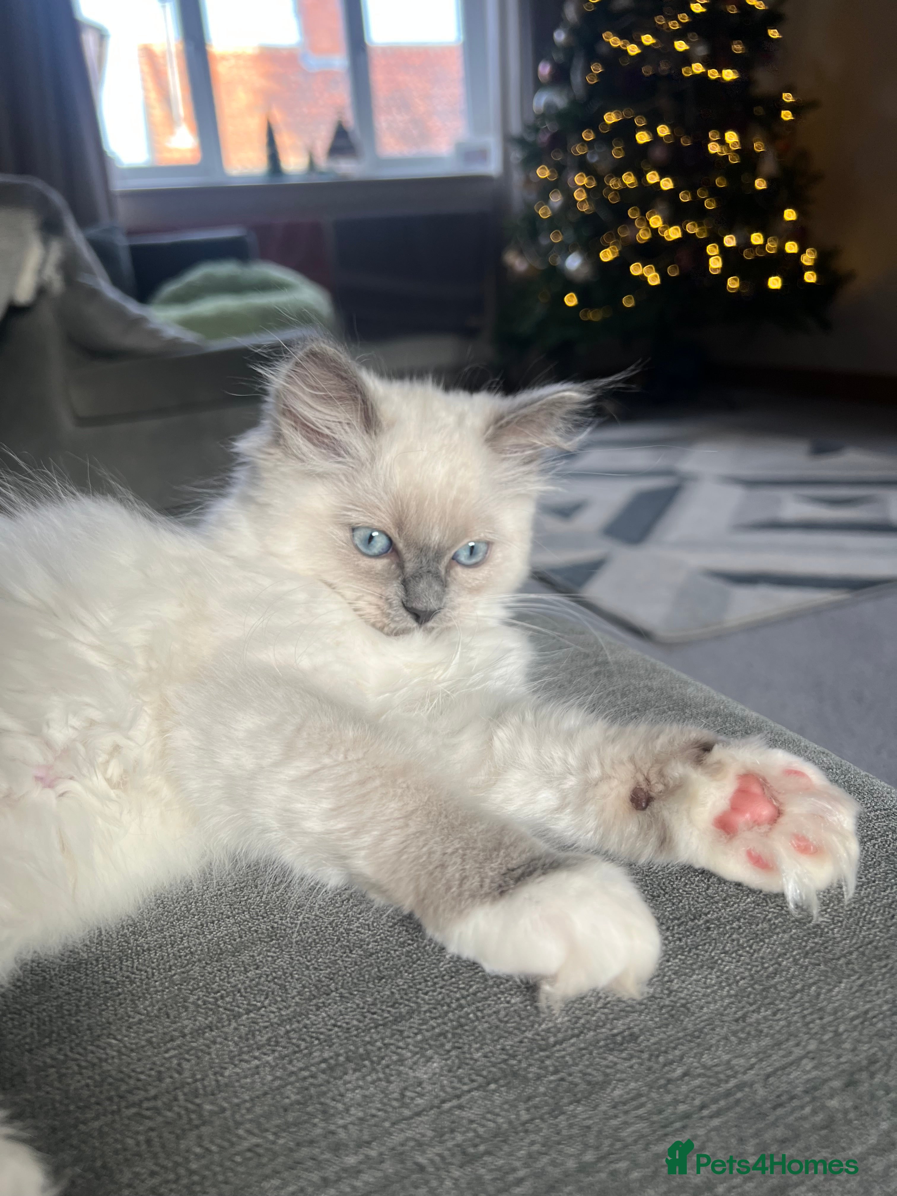 Ragdoll cats Stunning Ragdoll kittens *1 girl left* Ready now - Advert 9