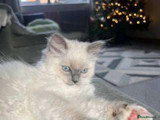 Ragdoll cats Stunning Ragdoll kittens *1 girl left* Ready now - Advert 12