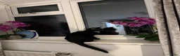 Domestic Shorthair cats for sale: Tuxedo Cat and Kitten – Together Only - Advert 8