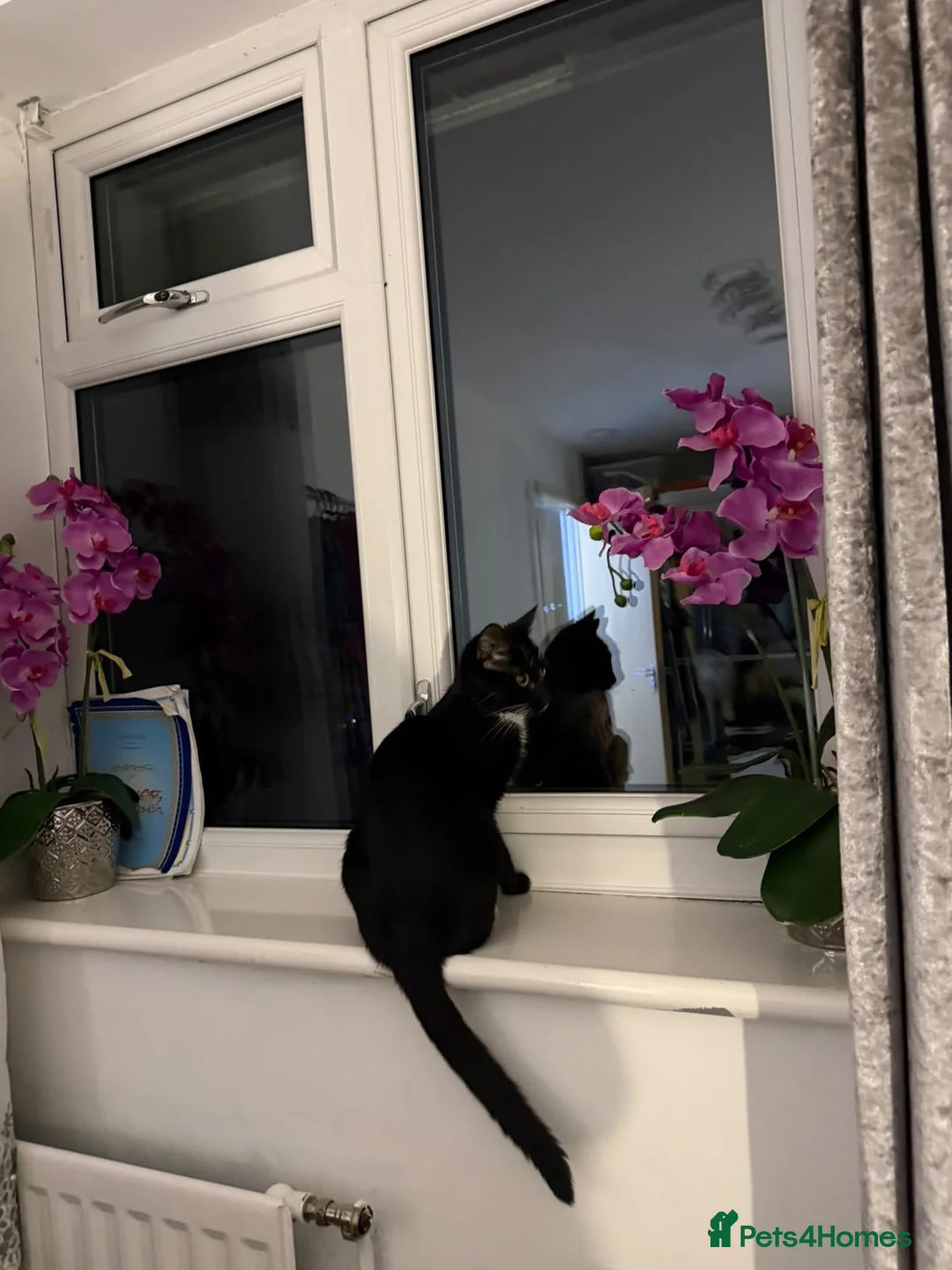 Domestic Shorthair cats for sale: Tuxedo Cat and Kitten – Together Only - Advert 8