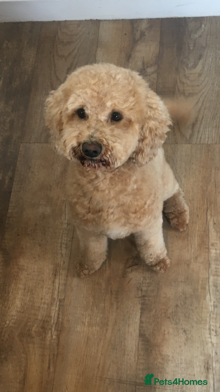 Cavapoo dogs F1B cavapoo great success rate  in Exeter - Advert 22