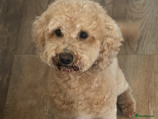 Cavapoo dogs in Exeter - Advert 5