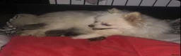 Pomeranian dogs for sale: STUNNING KC TINY POMERANIAN PUPPIES  - Advert 2