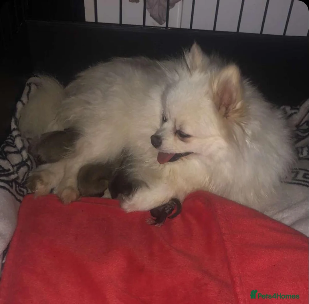 Pomeranian dogs for sale: STUNNING KC TINY POMERANIAN PUPPIES  - Advert 2