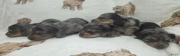 Miniature Dachshund dogs for sale: Stunning Litter of Silver Dapple Dachshund Pups  - Advert 10