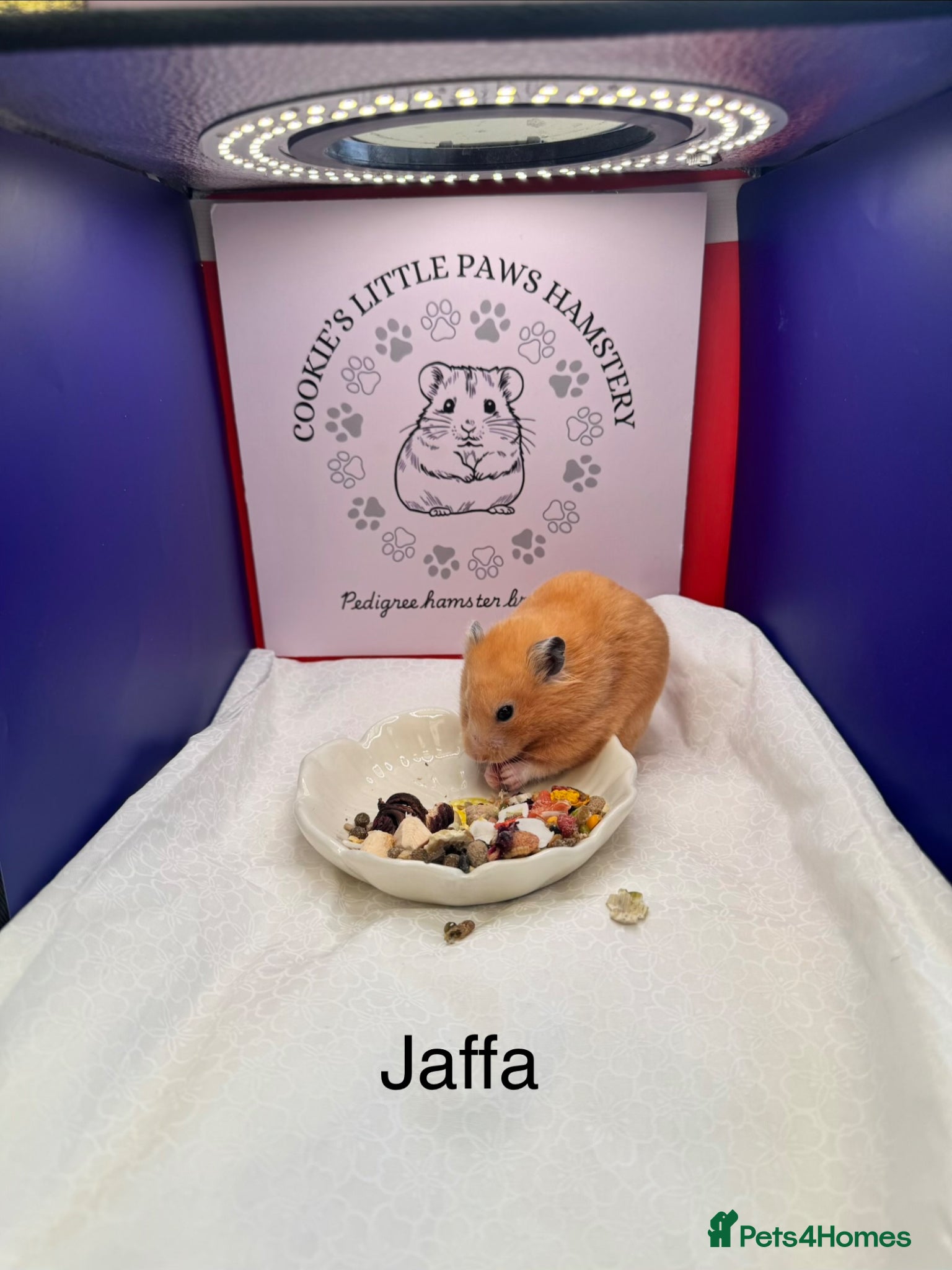 Hamster rodents TAME older hamsters  - Advert 1