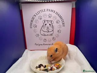 Hamster rodents for sale: TAME older hamsters - Advert 1