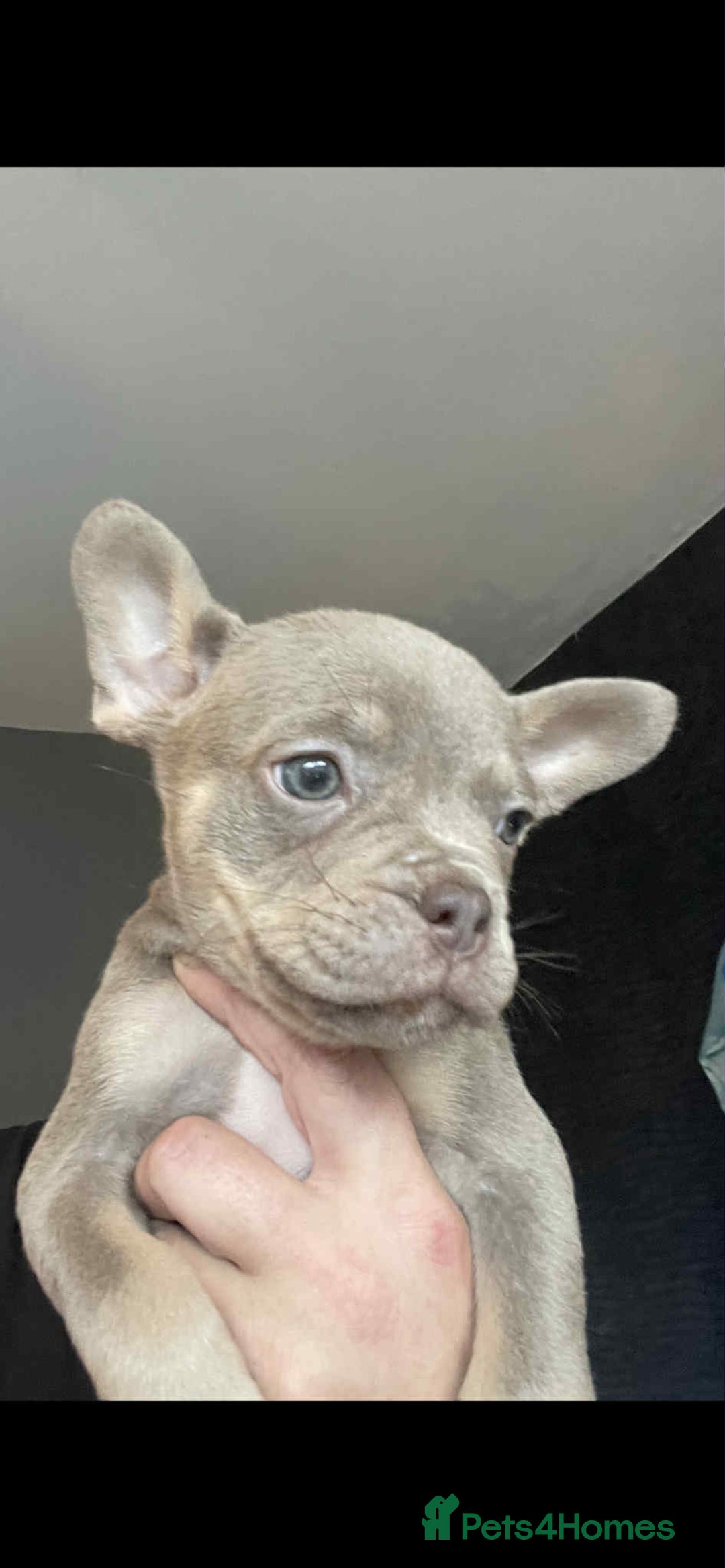 American Bulldog dogs for sale: Pocket bully  - Image 3
