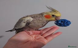 Cockatiels birds for sale: Hand reared silly tame DNA sexed baby cockatiels  - Image 16