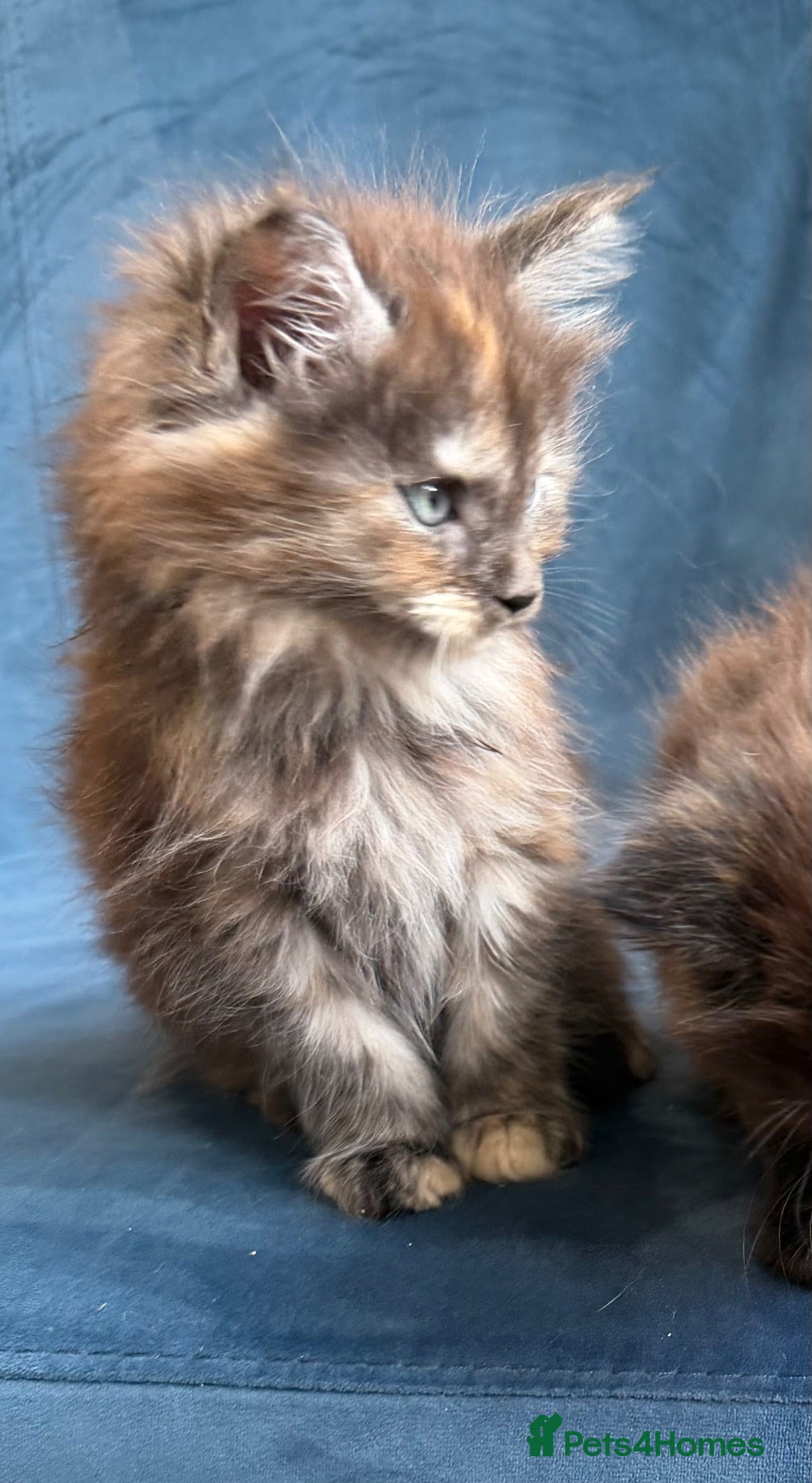 Maine Coon cats XL MAINE COON KITTENS UNIQUE COLOUR XL BLOODLINE - Advert 1