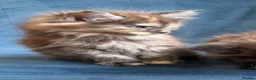 Maine Coon cats for sale: XL MAINE COON KITTENS UNIQUE COLOUR XL BLOODLINE - Advert 6