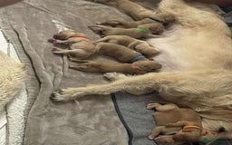 Labradoodle dogs for sale: 2nd Generation Labradoodles - Image 17
