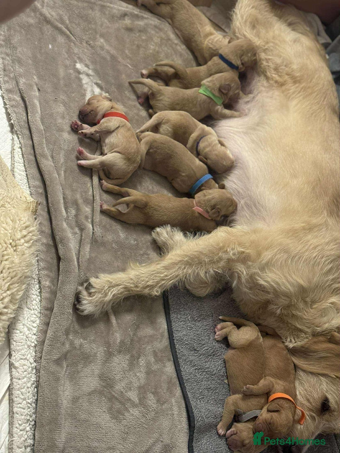 Labradoodle dogs for sale: 2nd Generation Labradoodles - Image 17