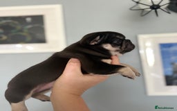 French Bulldog dogs for sale: Chunky French bulldog puppies  - Image 14