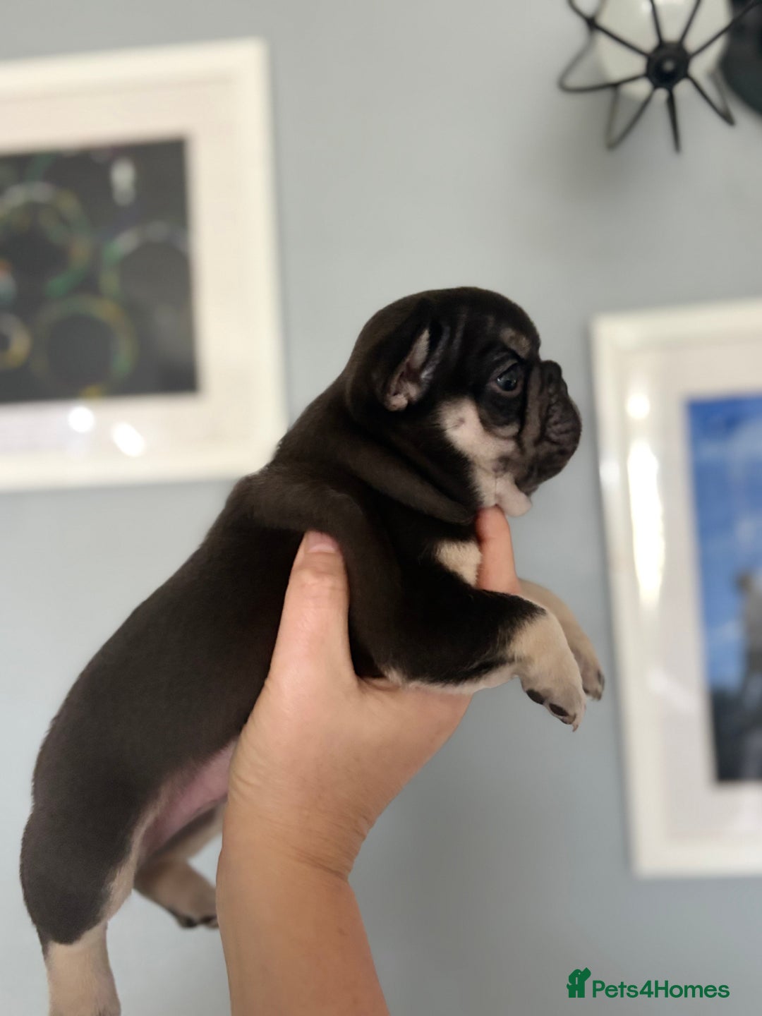 French Bulldog dogs for sale: Chunky French bulldog puppies  - Image 14